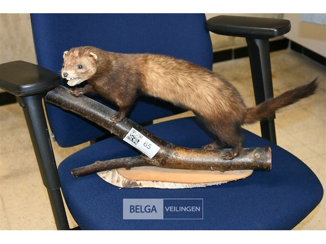 Opgezette fret - afbeelding 1 van  4