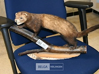 Opgezette fret - afbeelding 1 van  4