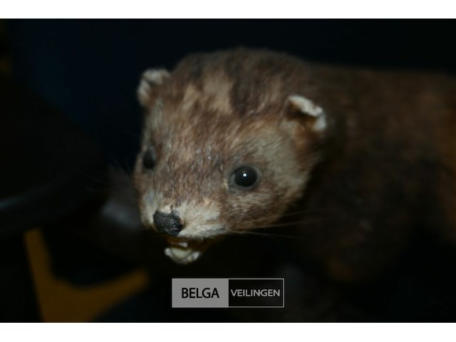 Opgezette fret - afbeelding 2 van  4