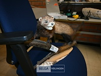 Opgezette fret - afbeelding 3 van  4