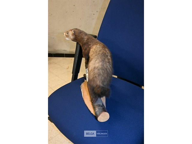 Opgezette fret - afbeelding 4 van  4