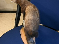 Opgezette fret - afbeelding 4 van  4