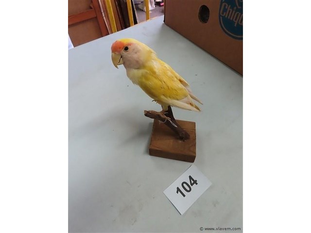 Opgezette gele vogel - afbeelding 1 van  3