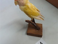 Opgezette gele vogel - afbeelding 1 van  3