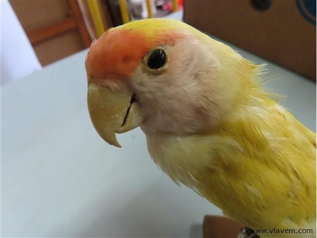 Opgezette gele vogel - afbeelding 2 van  3