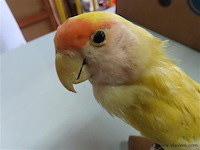 Opgezette gele vogel - afbeelding 2 van  3