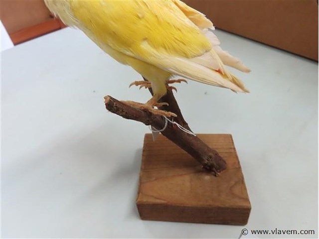 Opgezette gele vogel - afbeelding 3 van  3