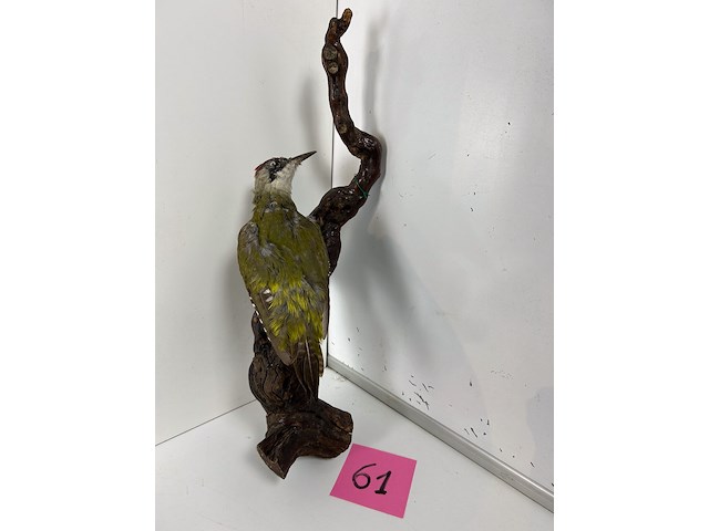 Opgezette groene specht - afbeelding 1 van  1