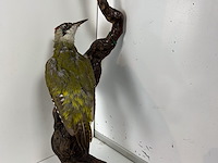 Opgezette groene specht - afbeelding 1 van  1