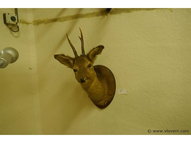 Opgezette hertekop - afbeelding 1 van  2