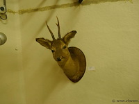 Opgezette hertekop - afbeelding 1 van  2