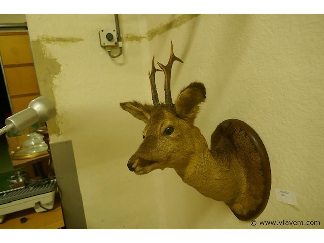 Opgezette hertekop - afbeelding 2 van  2