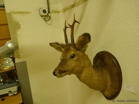 Opgezette hertekop - afbeelding 2 van  2