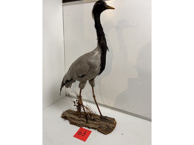 Opgezette kraanvogel - afbeelding 1 van  4