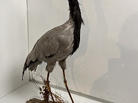 Opgezette kraanvogel - afbeelding 1 van  4