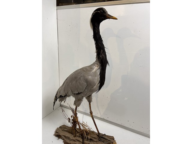 Opgezette kraanvogel - afbeelding 2 van  4