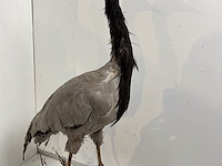 Opgezette kraanvogel - afbeelding 2 van  4