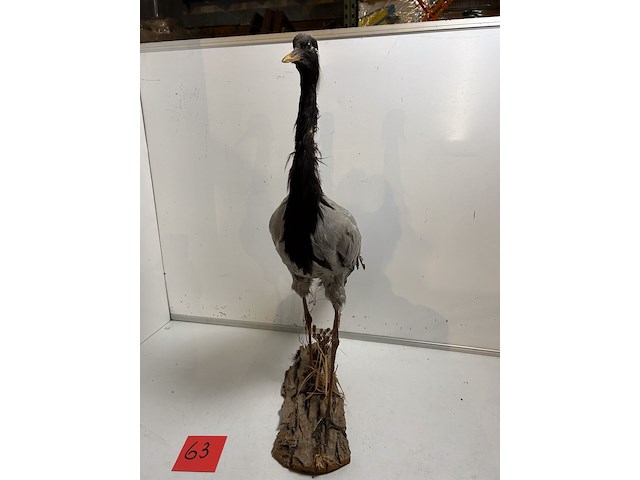 Opgezette kraanvogel - afbeelding 3 van  4