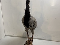 Opgezette kraanvogel - afbeelding 3 van  4