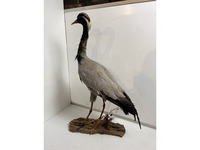 Opgezette kraanvogel - afbeelding 4 van  4