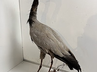 Opgezette kraanvogel - afbeelding 4 van  4