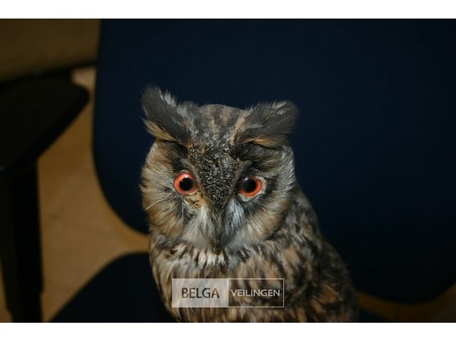 Opgezette ransuil - afbeelding 2 van  4