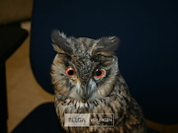 Opgezette ransuil - afbeelding 2 van  4