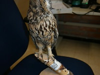 Opgezette ransuil - afbeelding 3 van  4