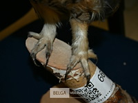 Opgezette ransuil - afbeelding 4 van  4