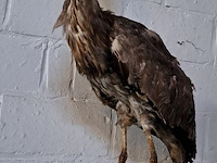 Opgezette reiger - afbeelding 2 van  2