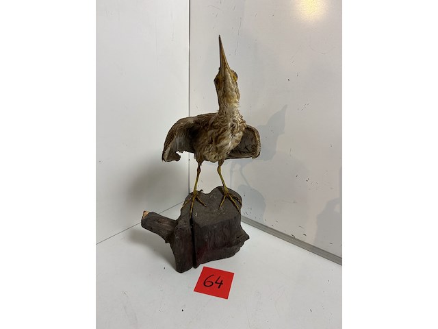 Opgezette roerdomp - afbeelding 1 van  3