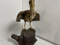 Opgezette roerdomp - afbeelding 1 van  3