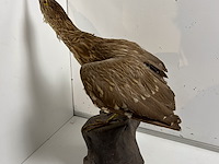 Opgezette roerdomp - afbeelding 3 van  3