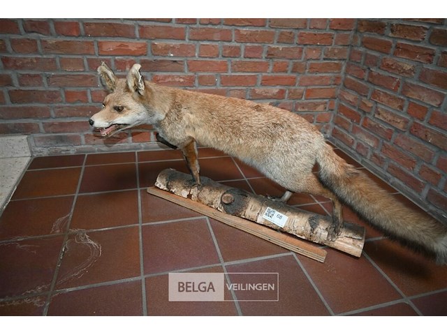Opgezette vos - afbeelding 1 van  5