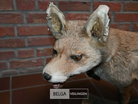 Opgezette vos - afbeelding 2 van  5