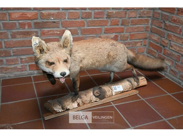 Opgezette vos - afbeelding 3 van  5