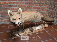 Opgezette vos - afbeelding 3 van  5