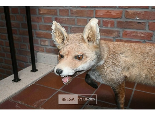 Opgezette vos - afbeelding 5 van  5