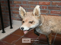 Opgezette vos - afbeelding 5 van  5