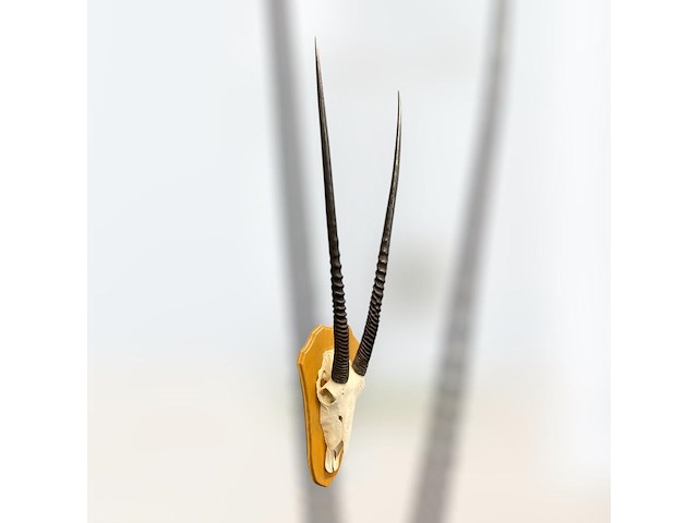 Oryx - gemsbok - schedel met hoorns - zuid-afrika - afbeelding 1 van  6