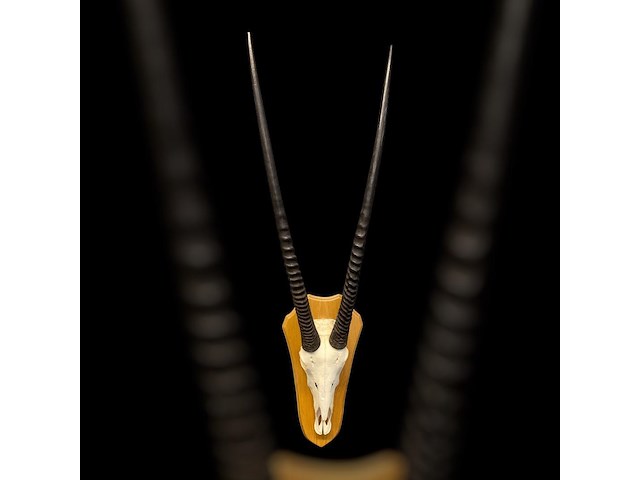 Oryx - gemsbok - schedel met hoorns - zuid-afrika - afbeelding 2 van  6