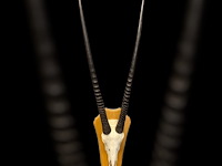 Oryx - gemsbok - schedel met hoorns - zuid-afrika - afbeelding 2 van  6