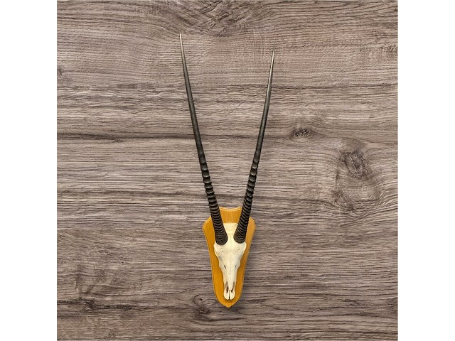 Oryx - gemsbok - schedel met hoorns - zuid-afrika - afbeelding 3 van  6