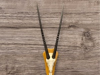 Oryx - gemsbok - schedel met hoorns - zuid-afrika - afbeelding 3 van  6