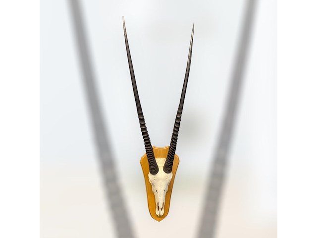 Oryx - gemsbok - schedel met hoorns - zuid-afrika - afbeelding 4 van  6
