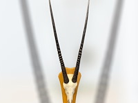 Oryx - gemsbok - schedel met hoorns - zuid-afrika - afbeelding 4 van  6