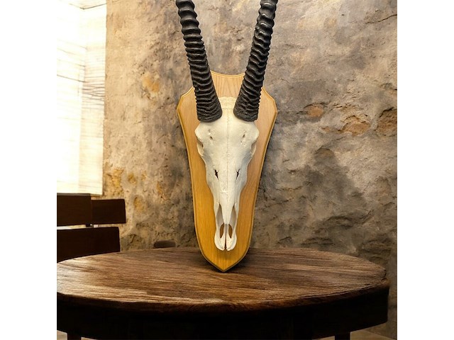 Oryx - gemsbok - schedel met hoorns - zuid-afrika - afbeelding 5 van  6