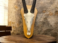 Oryx - gemsbok - schedel met hoorns - zuid-afrika - afbeelding 5 van  6