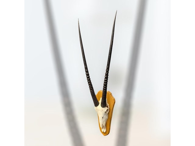 Oryx - gemsbok - schedel met hoorns - zuid-afrika - afbeelding 6 van  6
