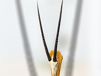 Oryx - gemsbok - schedel met hoorns - zuid-afrika - afbeelding 6 van  6